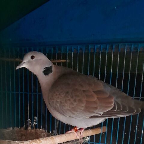 Tourterelles colombes 1 94300 Vincennes