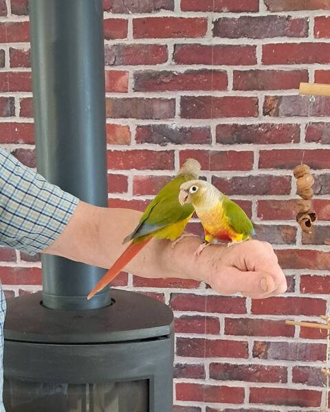 conure molinae 250 37190 Villaines-les-rochers