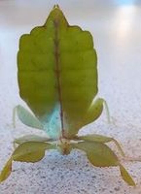   ?ufs de Phasmes feuilles ou Phyllium philippinicum 