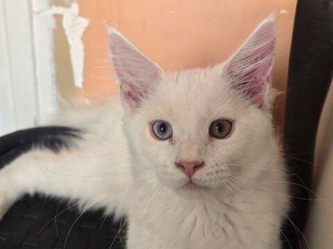 Chatons type 100% maine coon 0 77240 Vert-saint-denis
