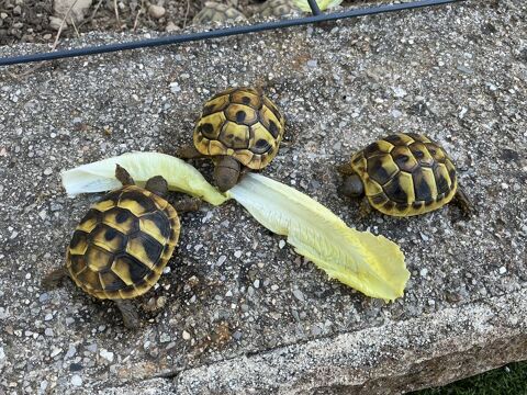 Tortues de terre de un an 35 34160 Sussargues