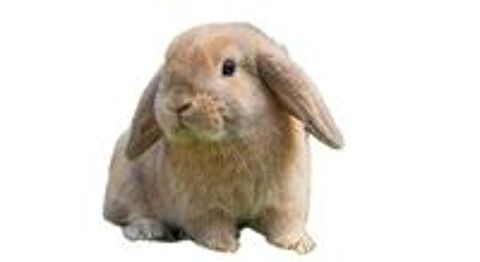   Lapins bélier nains 