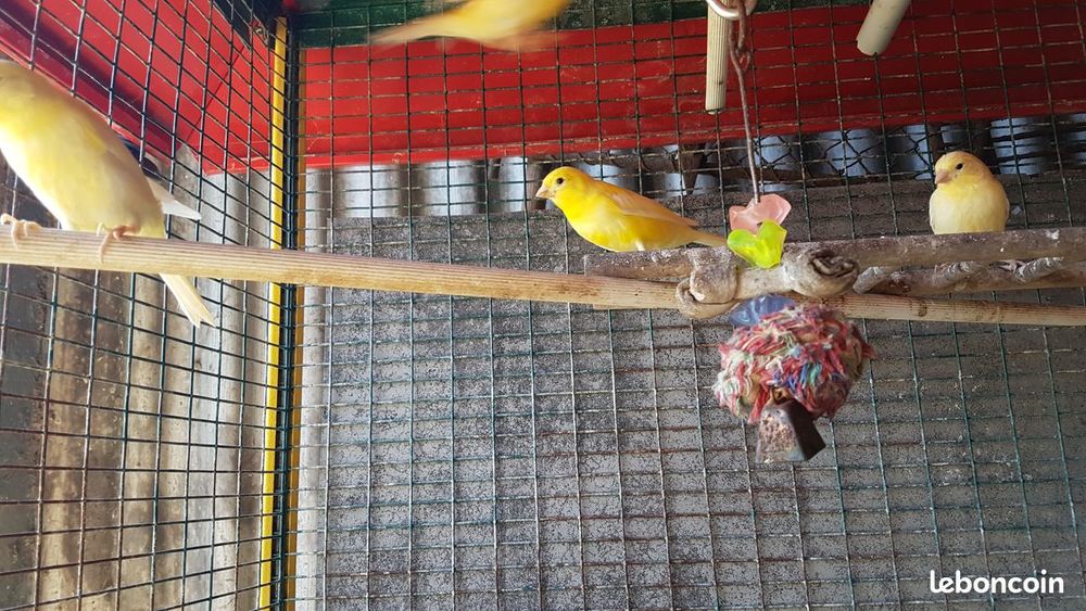   canaris 