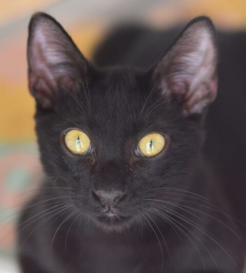 SORBAS 230 27620 Gasny