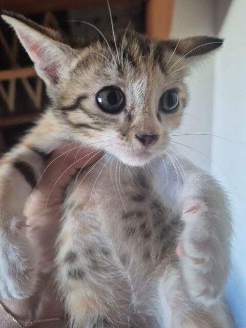don chaton femelle et male 0 33220 Sainte-foy-la-grande