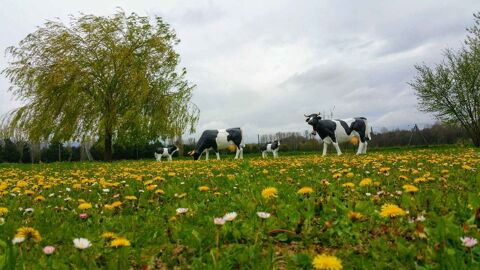 vaches et son veau 850 Pernes-les-Fontaines (84)