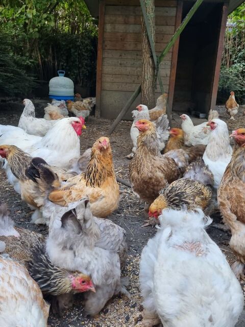 Poule et coq  d'ornement 25 59290 Wasquehal
