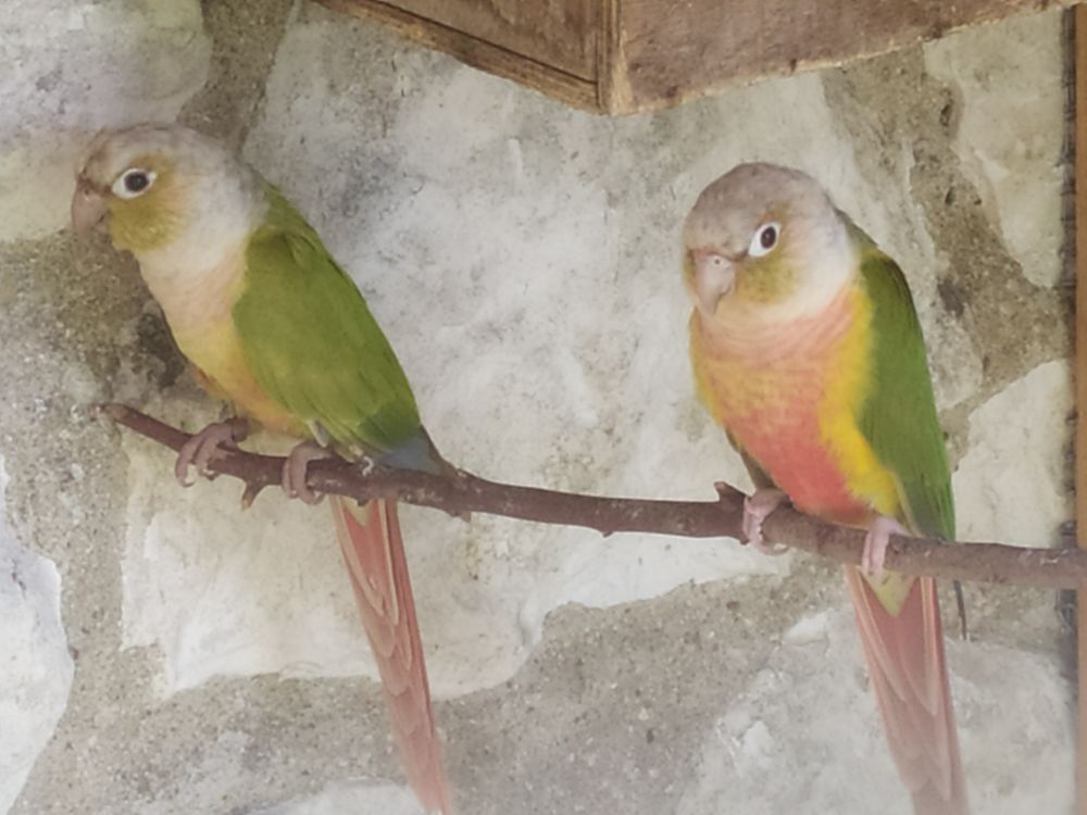   Perruche conures  