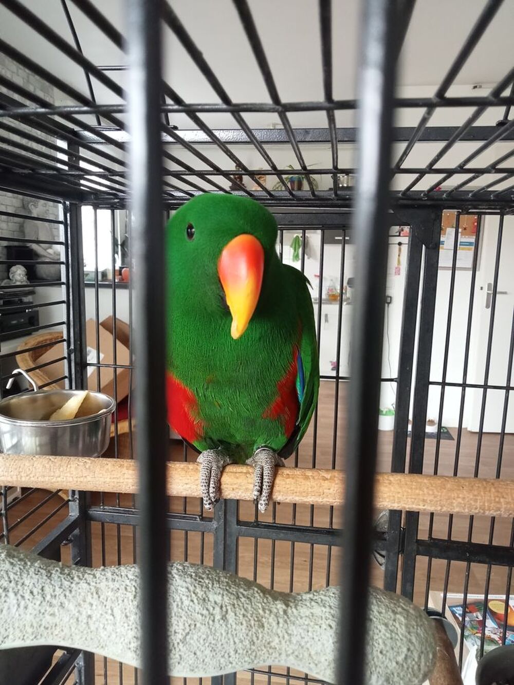   Échange Eclectus  