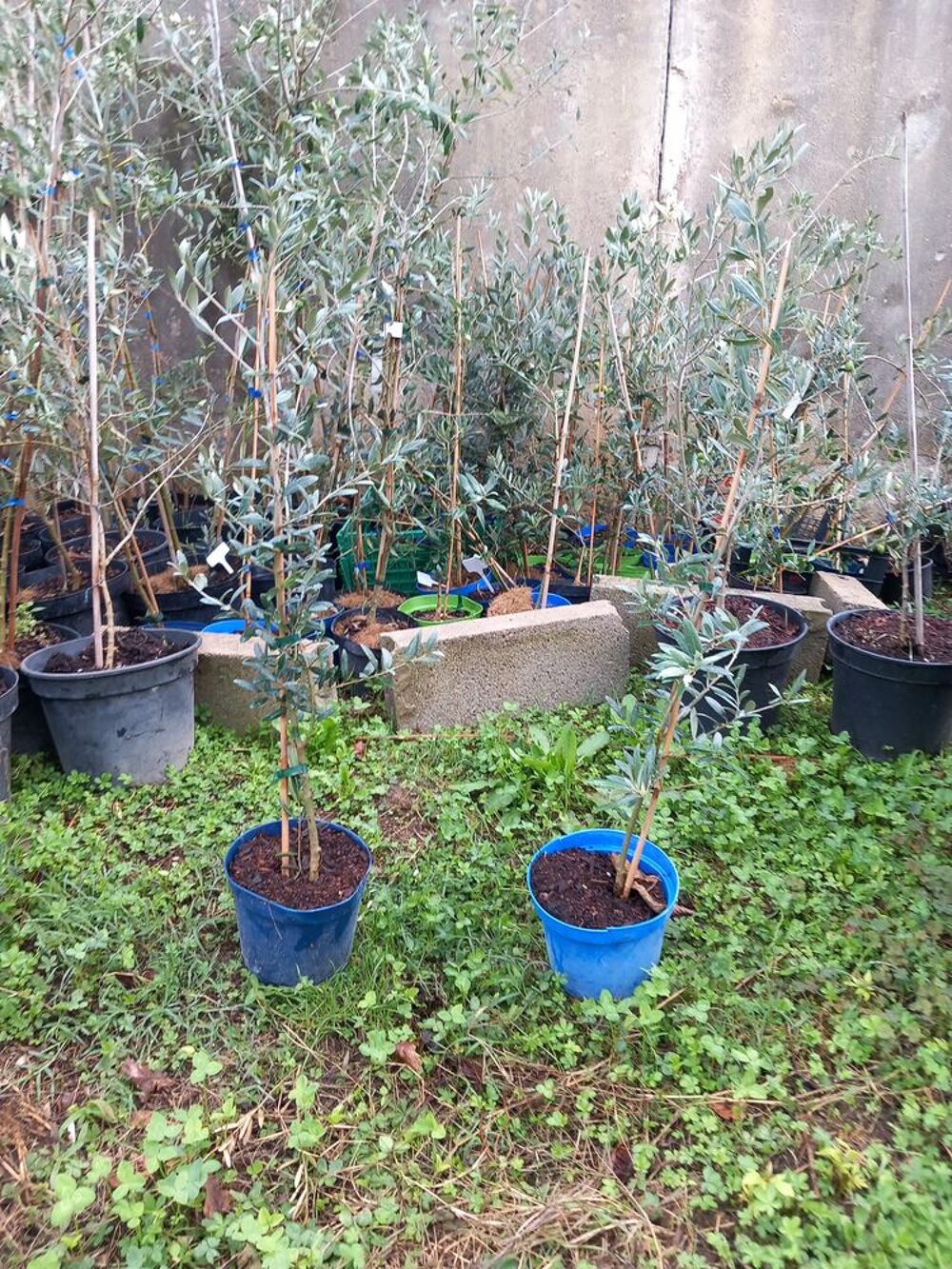 Oliviers Jardin