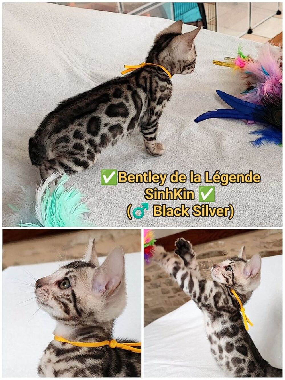   Bengals LOOF (Brown, Silver et Melanistic/Smoke) 