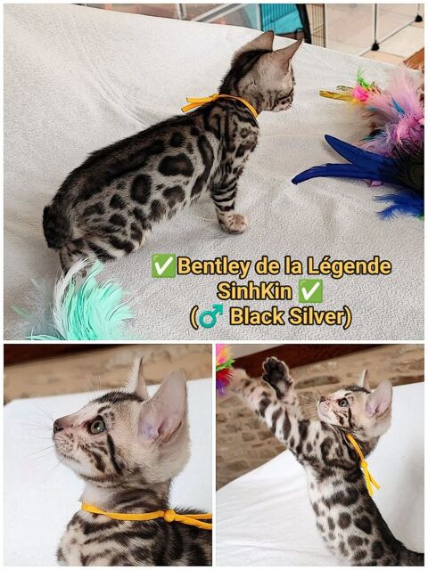 Bengals LOOF (Brown, Silver et Melanistic/Smoke) 1600 89310 Annay-sur-serein