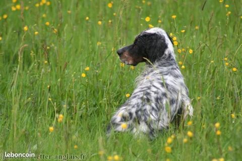 Saillie Setter anglais tricolore Lof 59138 Pont-sur-sambre
