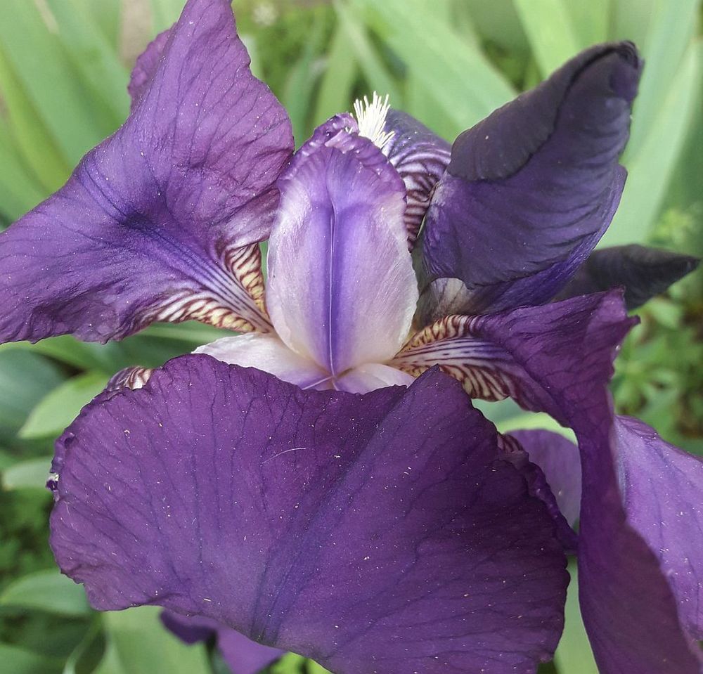 Lot de 3 rhizomes d'IRIS VIOLET de mon jardin Jardin
