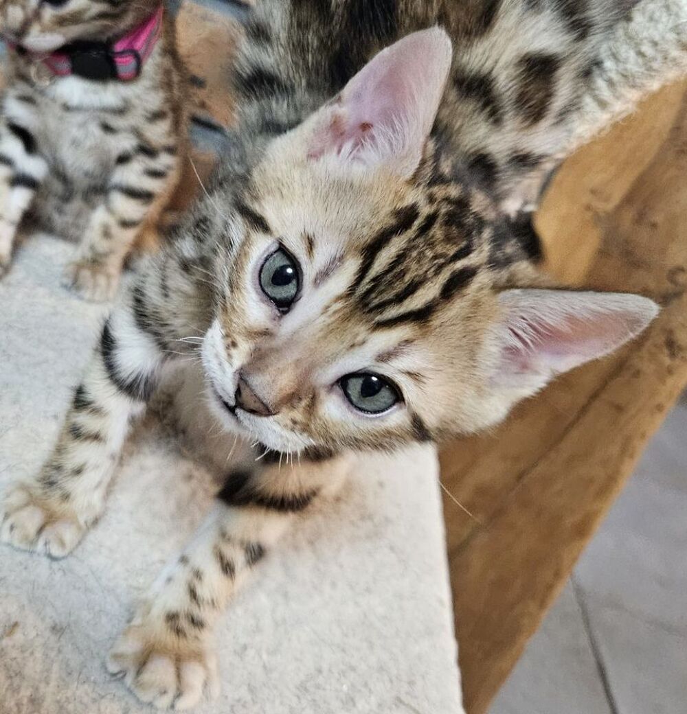   Chaton Bengal LOOF + couleur  rosette 