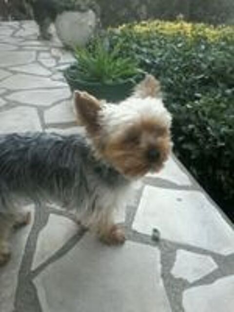   saillie 
