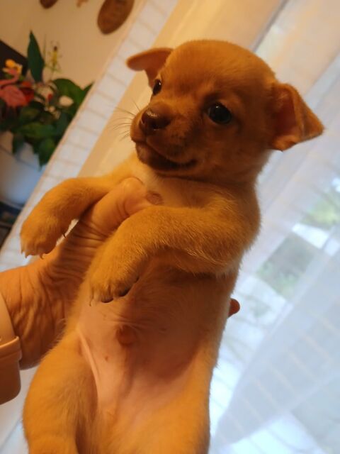 Bb chihuahua  600 34420 Portiragnes