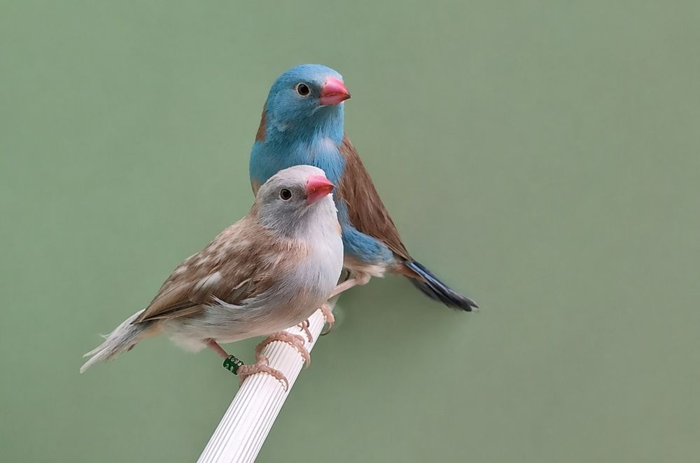   Cap bleu et Cap bleu Pastel 