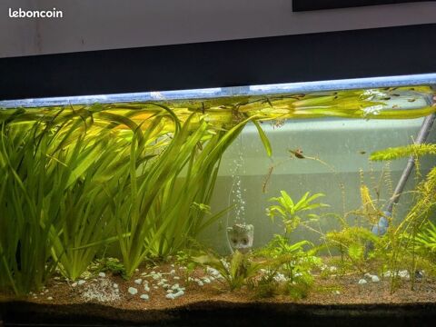 Aquarium Juwel Rio 240 Litres Complet 350 66670 Bages