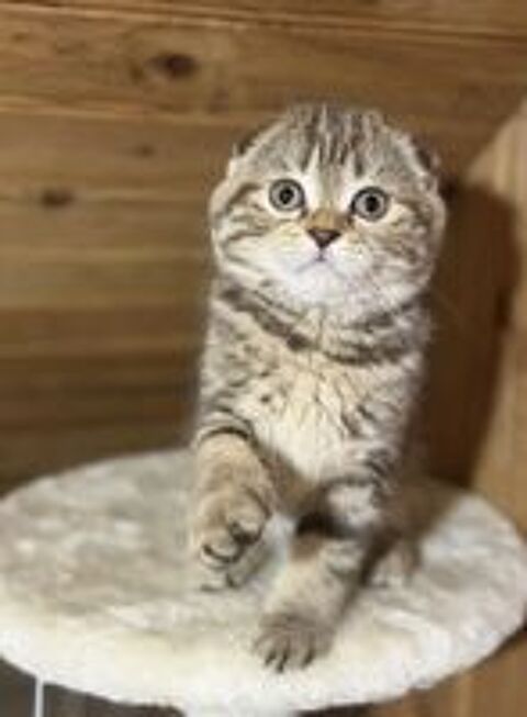   3 chatons british et scottish fold 