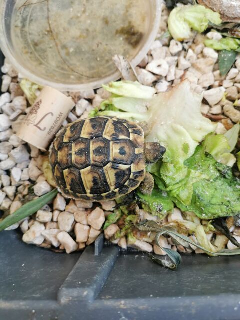 1 tortue juvénile 50 83190 Ollioules