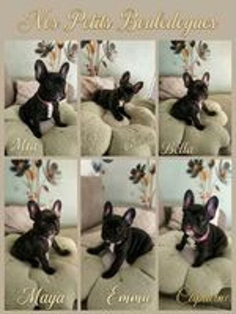    bouledogue Français 