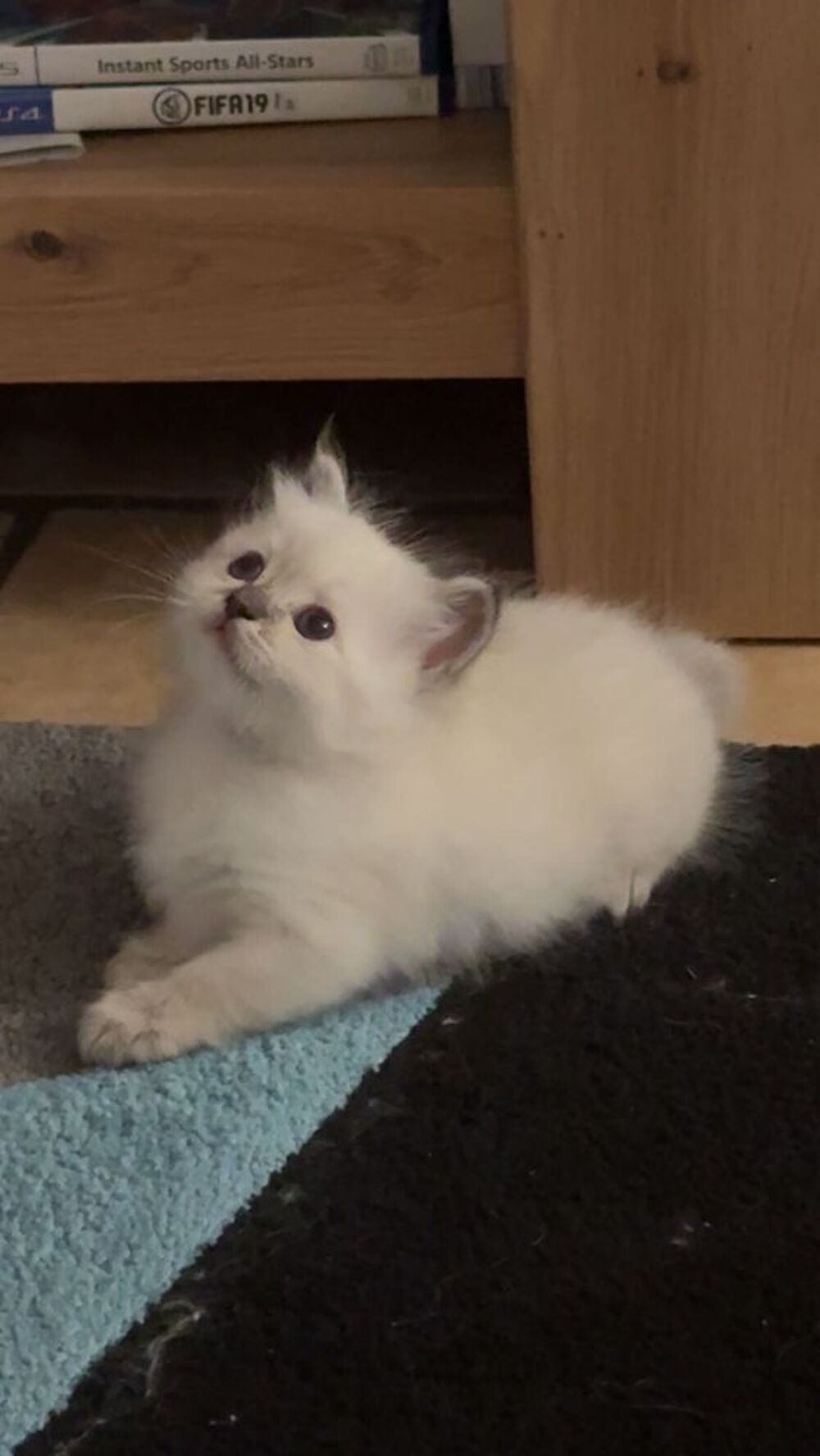   Chatons sacré de Birmanie  