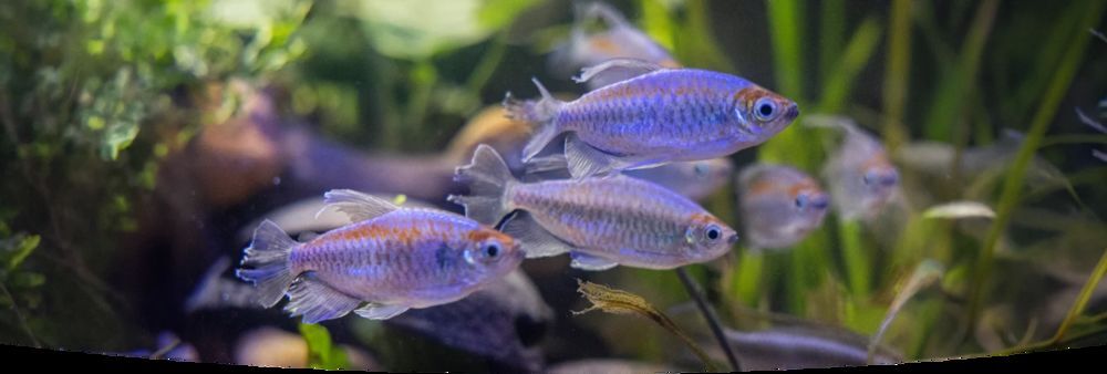 2 billets le salon Animal Expo les 24 et 25 octobre &agrave; Paris Billetterie