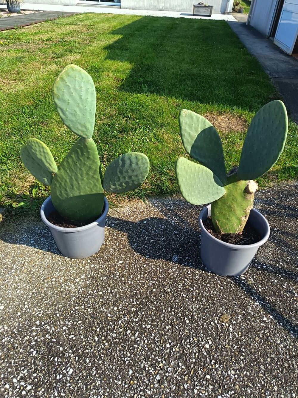 plantes m&eacute;diterran&eacute;ennes Jardin