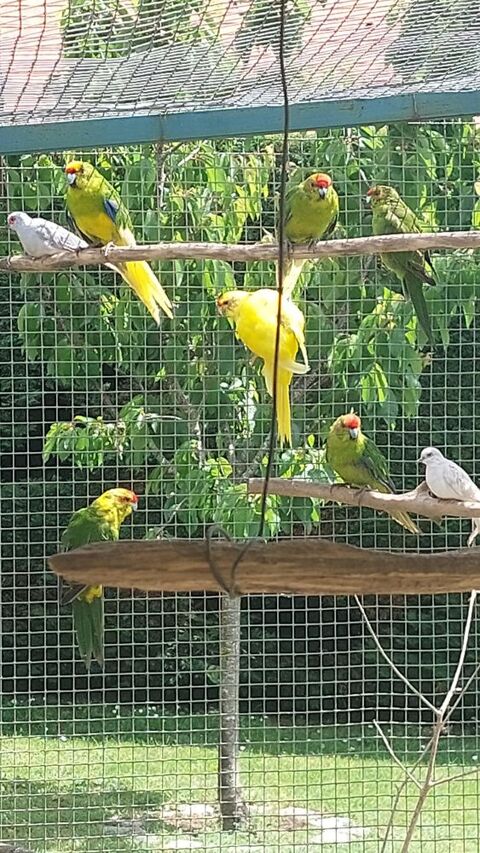 kakariki mâle 
35 64420 Nousty