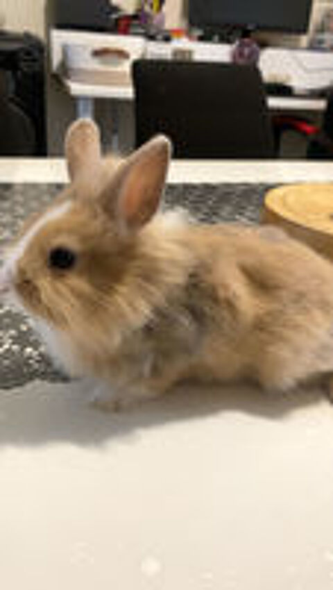   Lapin nain  