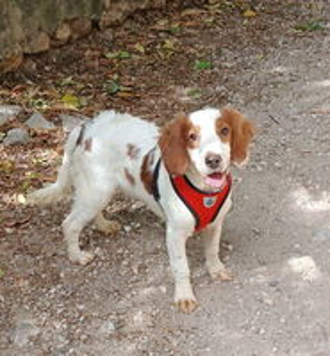  Rio est à l'adoption! 