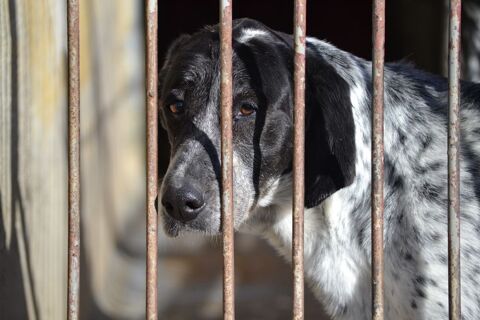 MIKU,  Douce et charmante Braque Allemand   un vrai coup de cur ! 315 24140 Douville