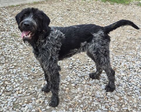 BARNABE, griffon, 11 mois 220 34500 B�ziers