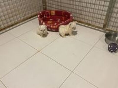   Bichons maltais LOF
