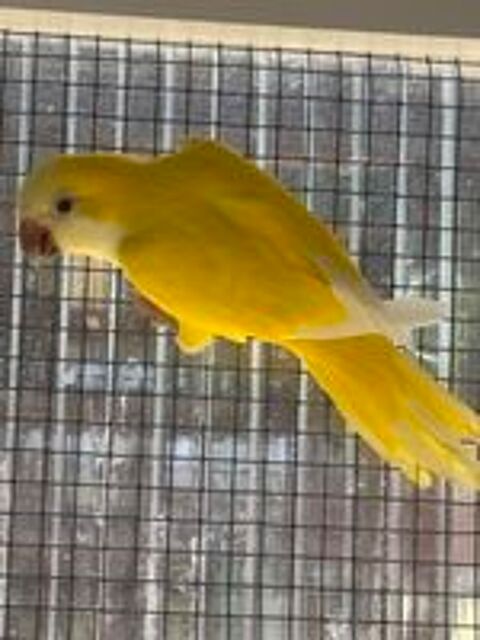   Magnifique couple Conure souris, Perruche veuve Lutino  