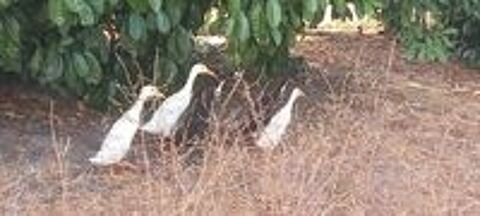   Canard et cane coureur indien  