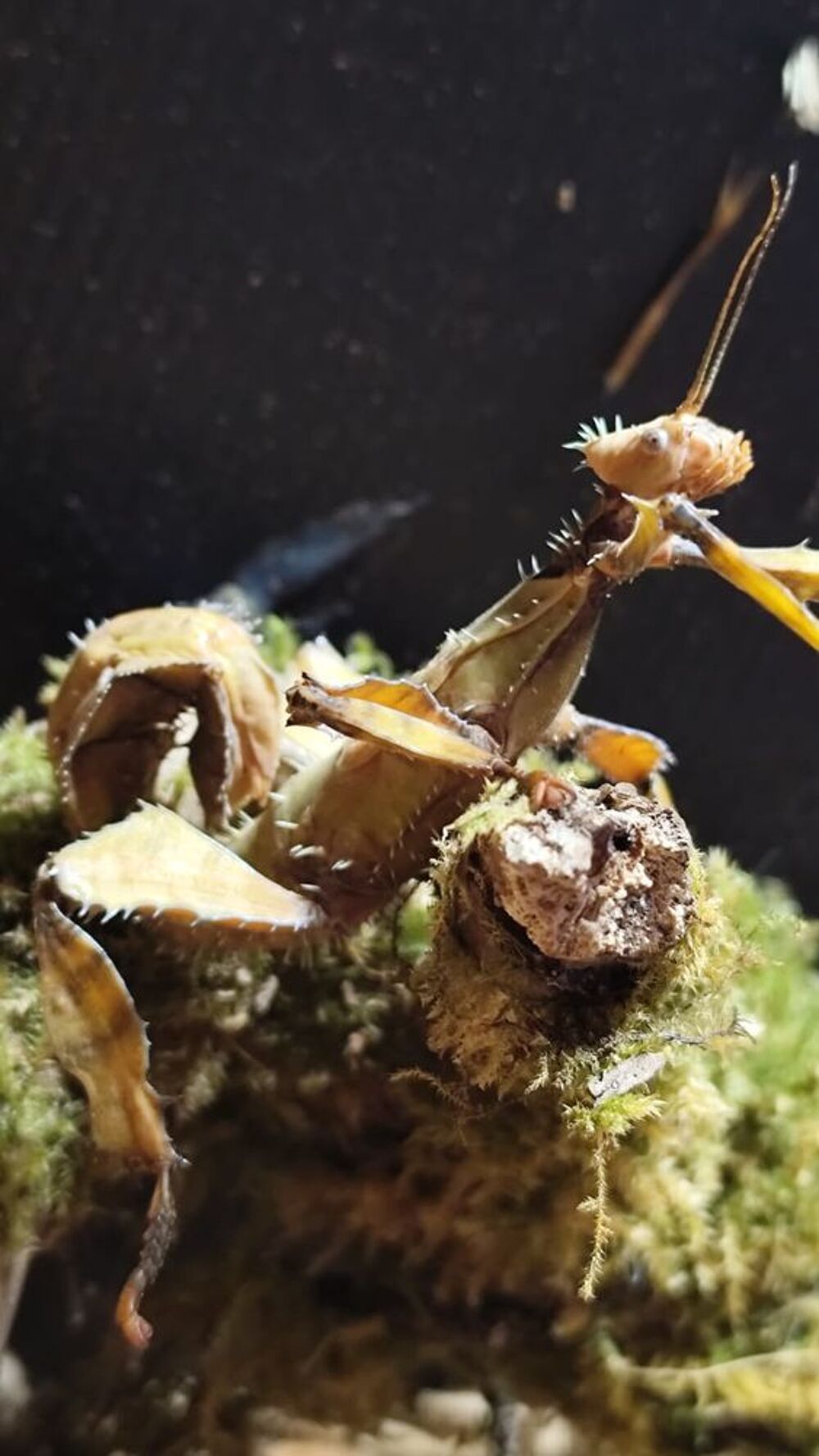    Phasme scorpion/ Exatostoma tiaratum
Plusieurs stade dispo 