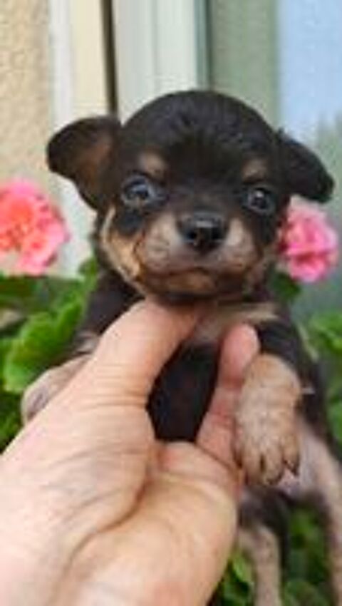   Mini chiots chihuahuas LOFS  