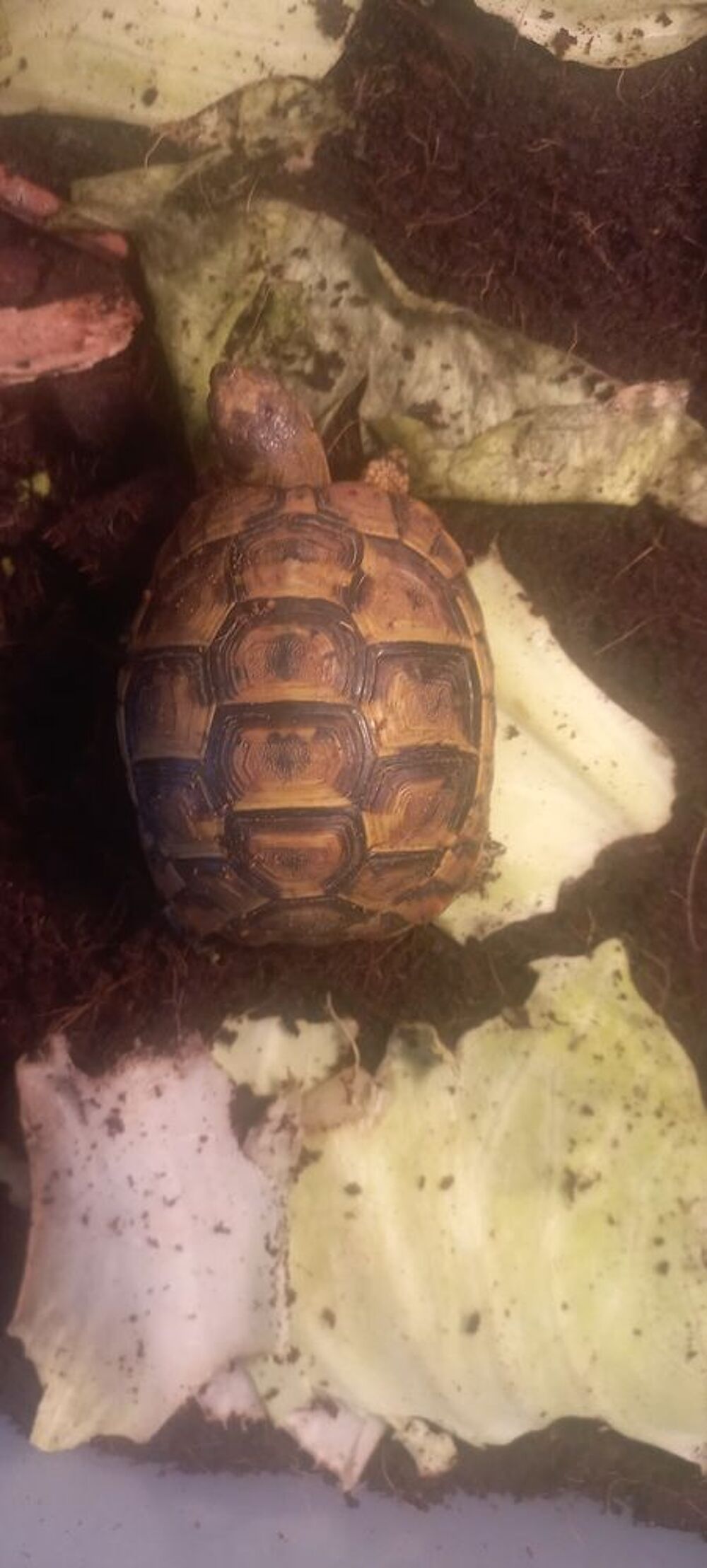   Tortue 