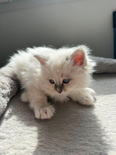 Chaton femelle Sacr&eacute; de Birmanie LOOF blue tabby 1500 78630 Orgeval