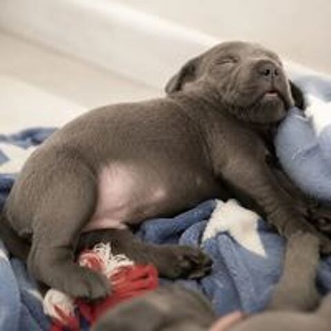   Chiot Cane Corso 