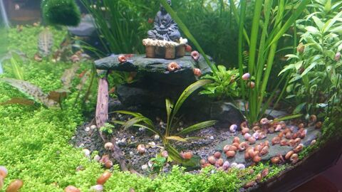 Escargot planorbe (don) 0 14123 Ifs