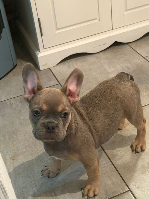 Disponible chiot Bouledogue fran&ccedil;ais 900 75015 Paris