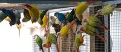   pyrrhura molinae / conure 