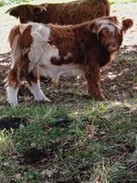   Highland Cattle  Croisé Galloway  