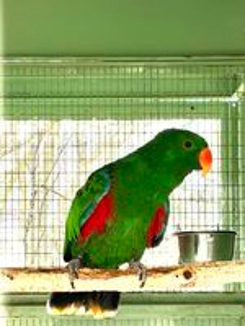   Mâle perroquet Eclectus 