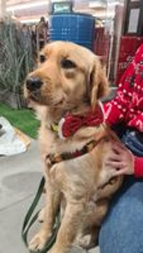   ASTUCE femelle type golden retriever 1 an 