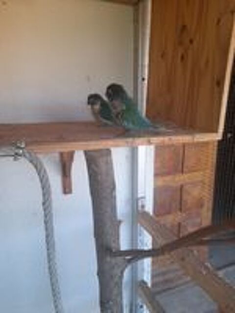   couple de perroquets conure � joues vertes 