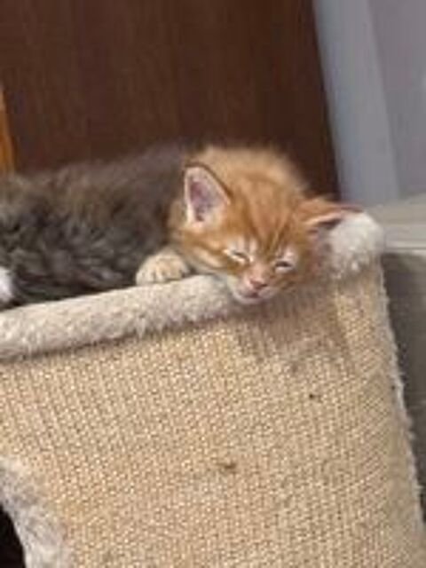   Maine Coon Loof 